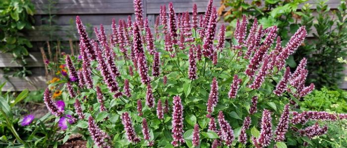 Five new varieties receive ISU-Awards