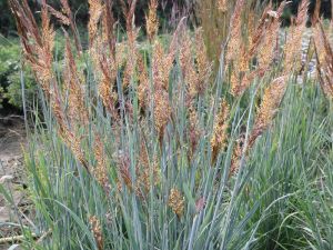 Sorghastrum nutans 'JS Michelito'